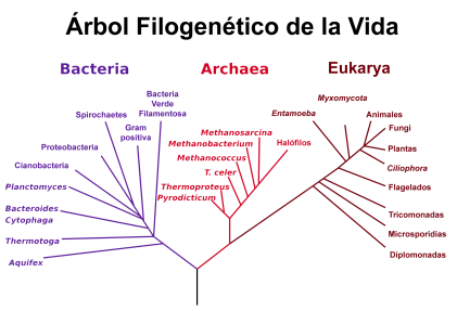 phylogenetic_tree-es.png