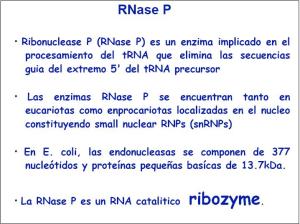Los procariotas tienen núcleo!