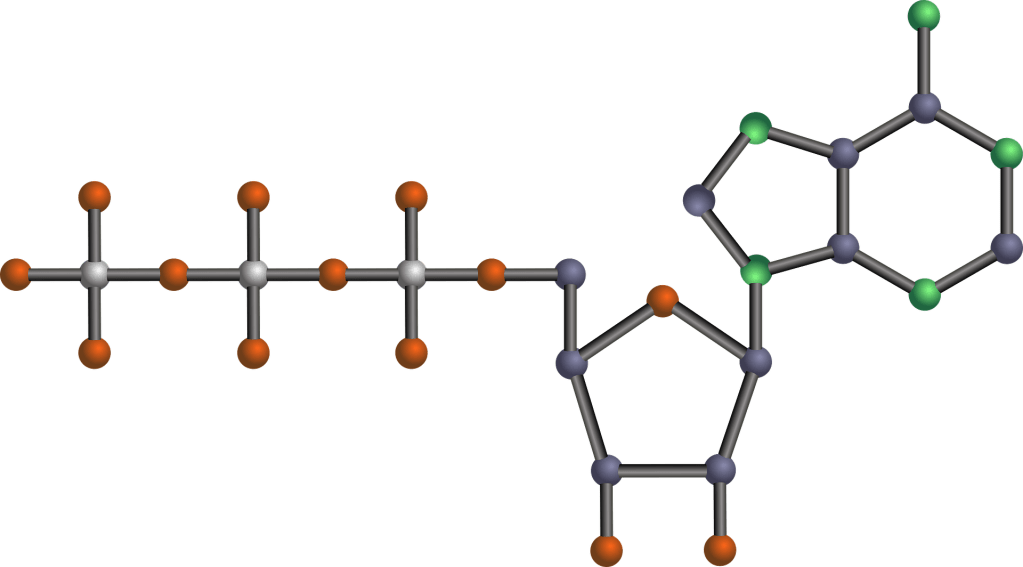 Representación de la molécula de ATP con su estructura química plana