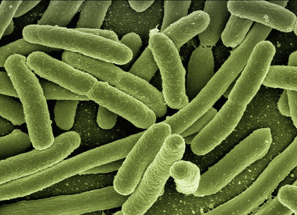 Escherichia coli