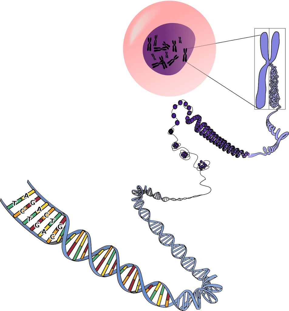 Imagen de dos hebras de ADN que se empaquetan en nucleosomas, que se empaqueta en cromatina en la cromátida del cromosoma, que está en el núcleo de la célula.
