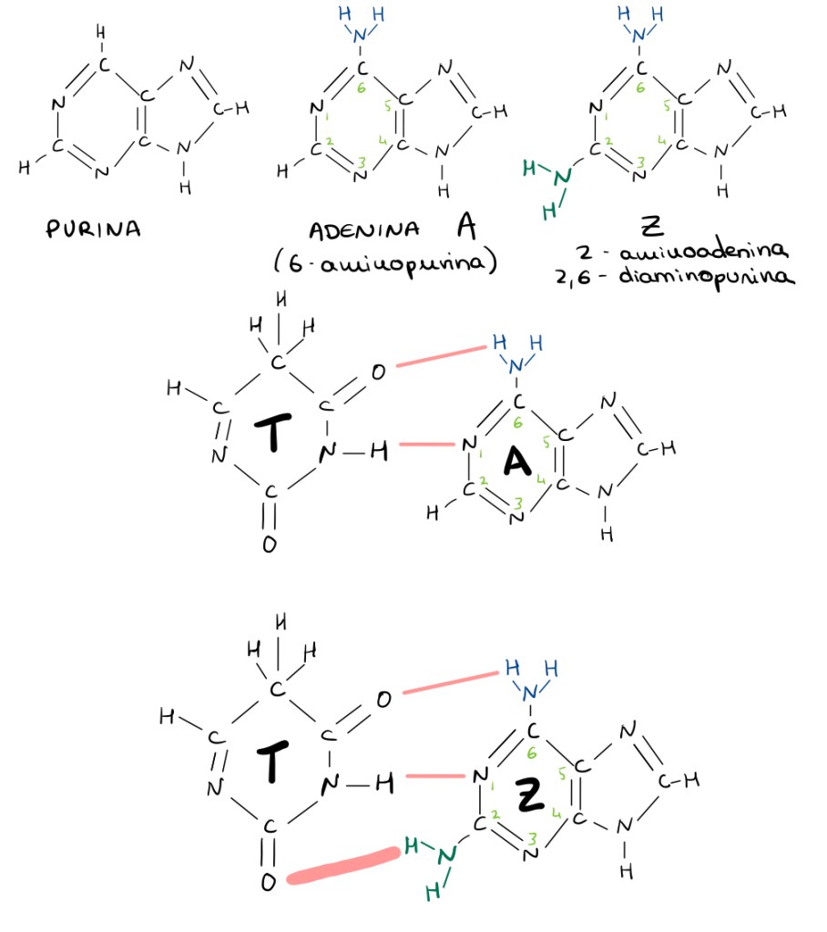 Esquema de las fórmulas químicas de la purina, de A y de Z. También de los enlaces entre A y T y Z y T.