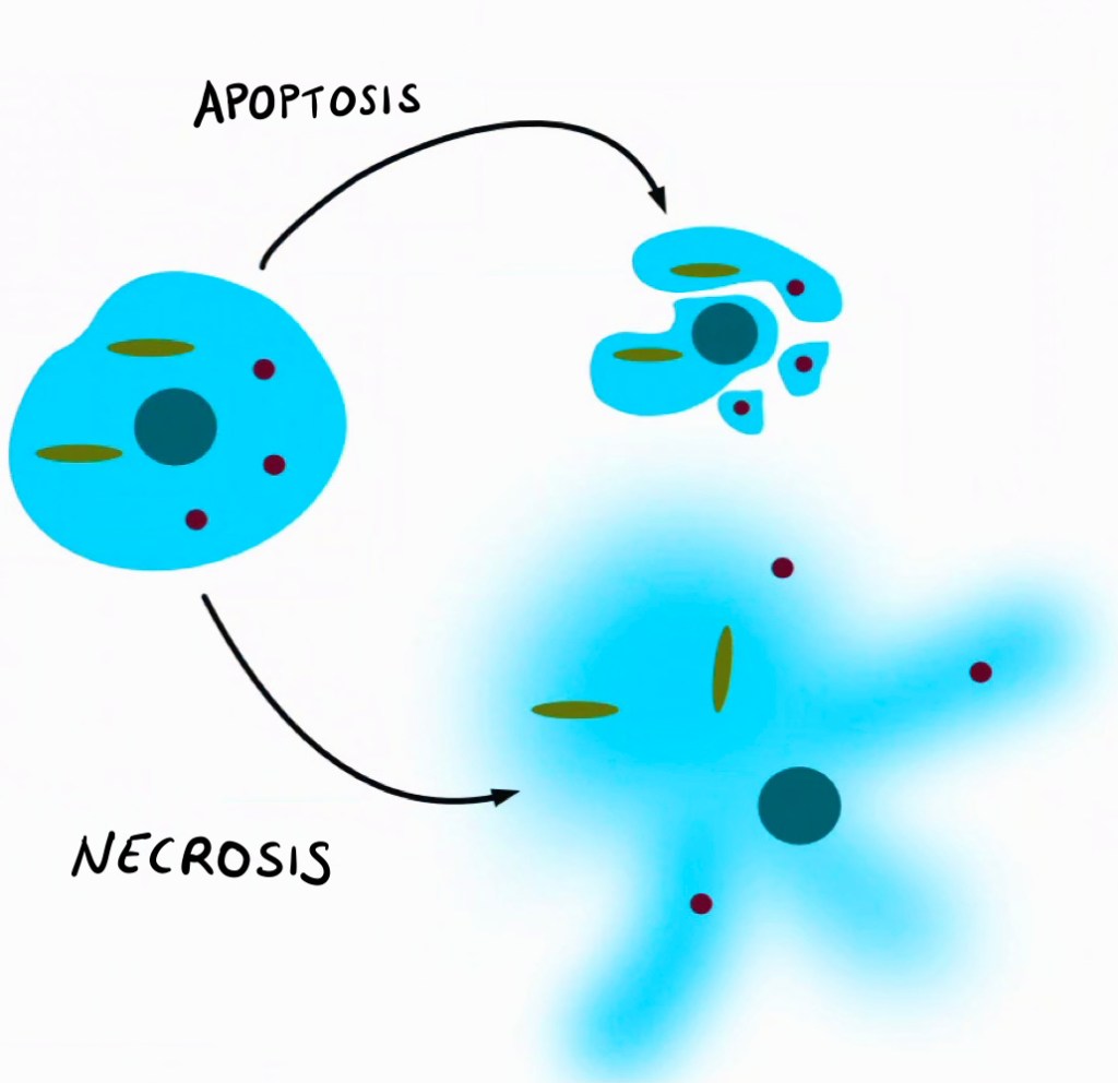 Esquema de apoptosis controlada versus explosión de la necrosis