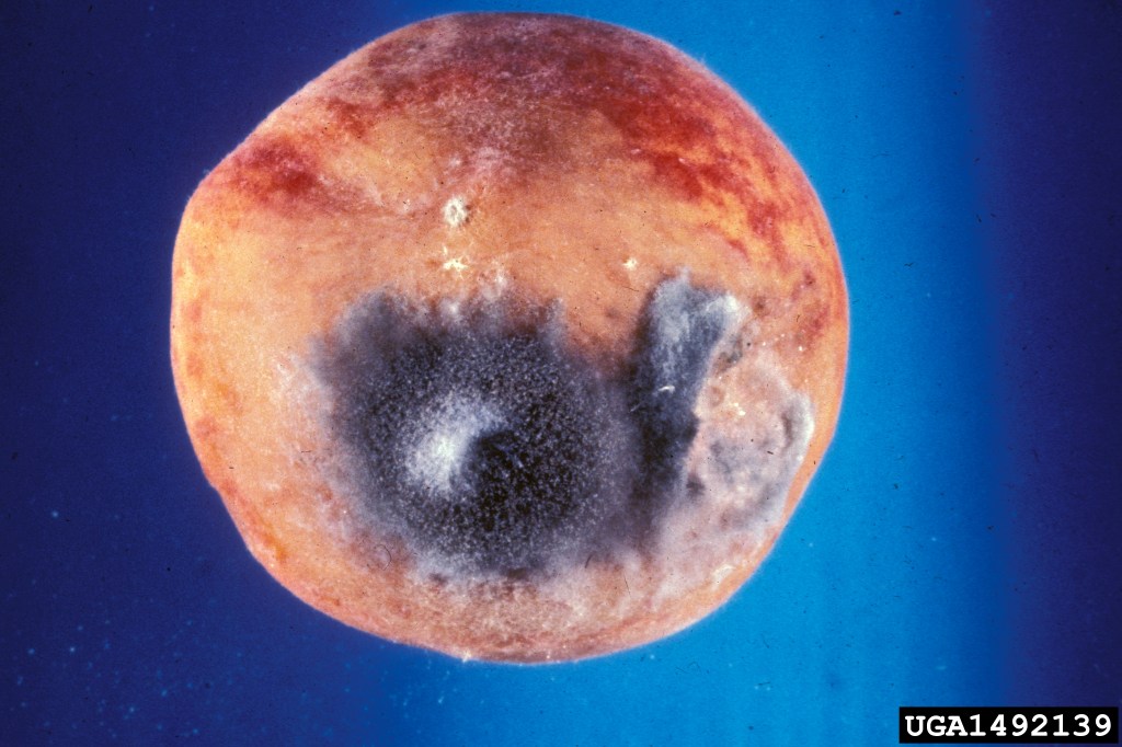 Fotografía del hongo, se ve una mancha negra con aspecto de moho