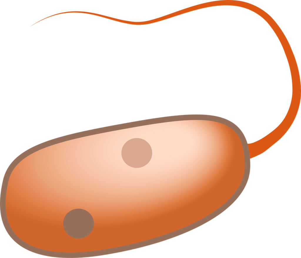 Imagen de una bacteria con flagelo